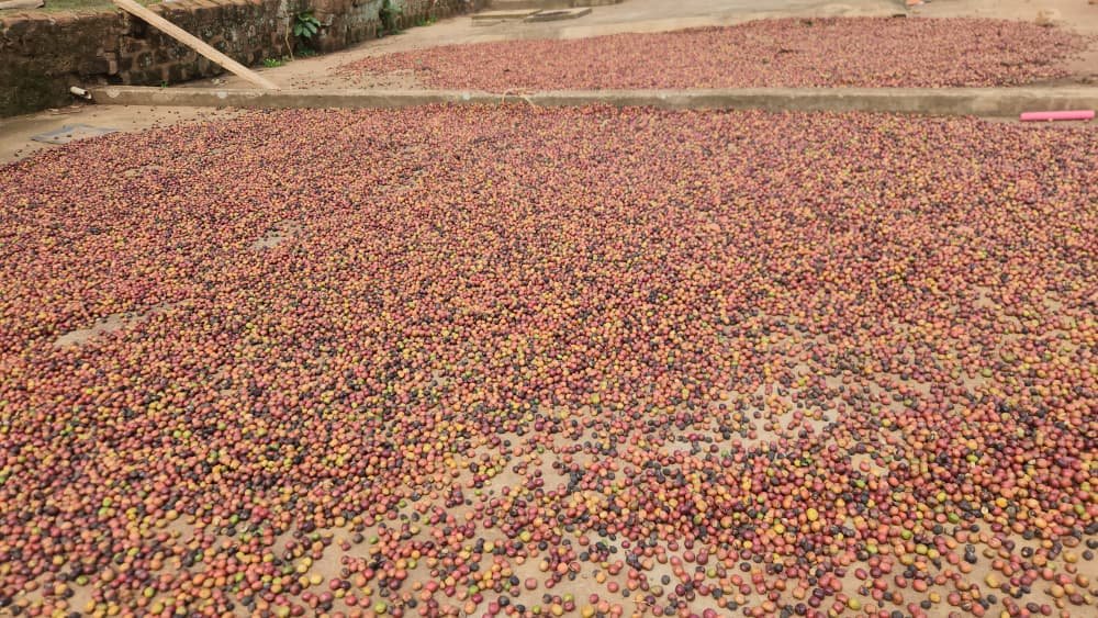 Coffee cherries spread out to dry after harvest